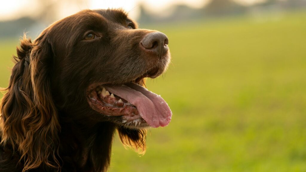 Pet Care and Training: Your 2026 Essential Guide