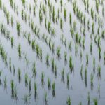 rice water and beef tallow skincare comparison