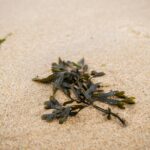 seaweed soil amendment