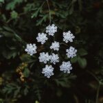 Anne-Marie Corbett Ant McPartlin