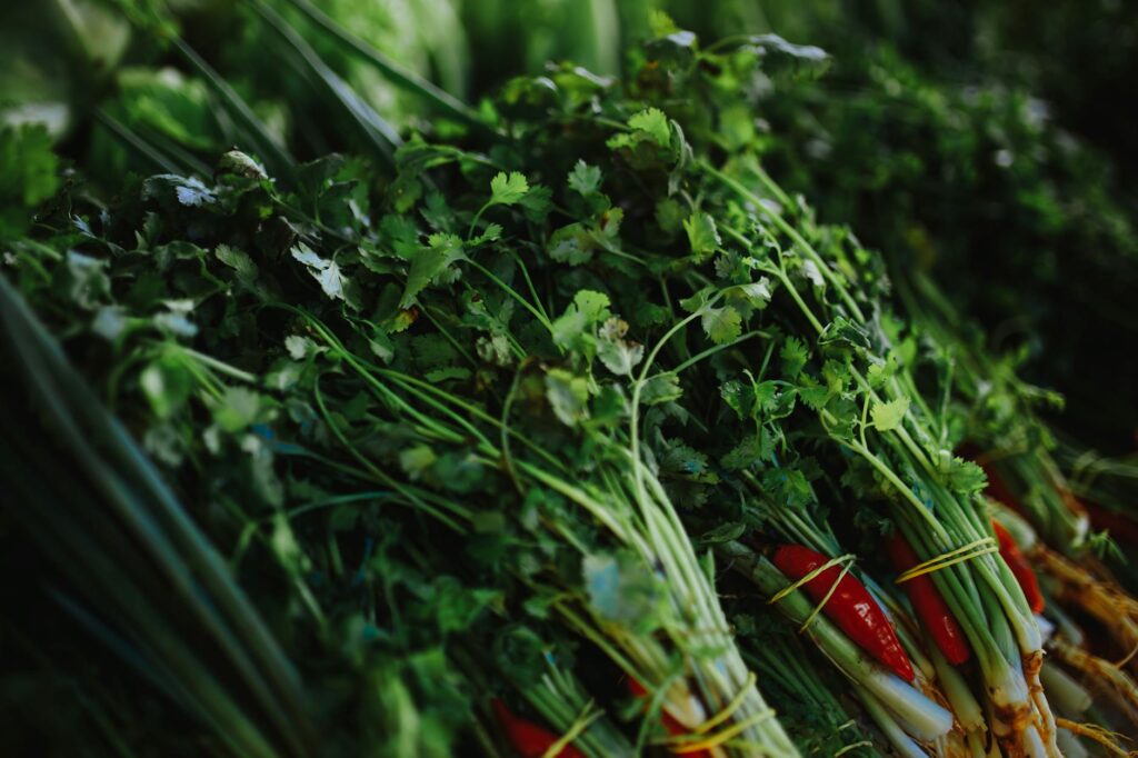 Koriandri: Your Ultimate Guide to Understanding and Using It