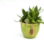 senaven plant extract