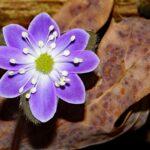 woodsy floral perfume bottle